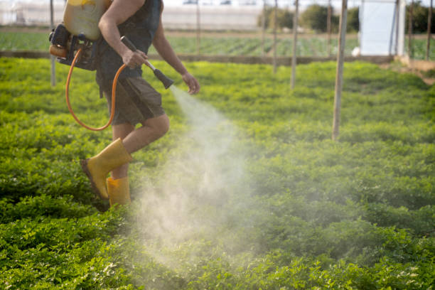 Best Wasp Removal Services  in Manteo, NC