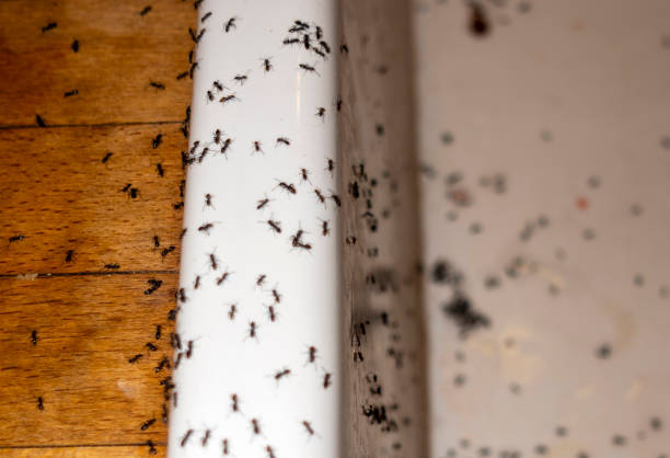 Professional Pest Control in Manteo, NC