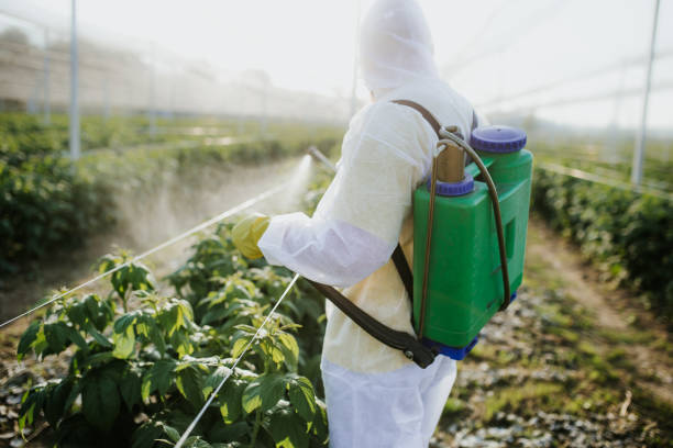 Best Flea Control Services  in Manteo, NC